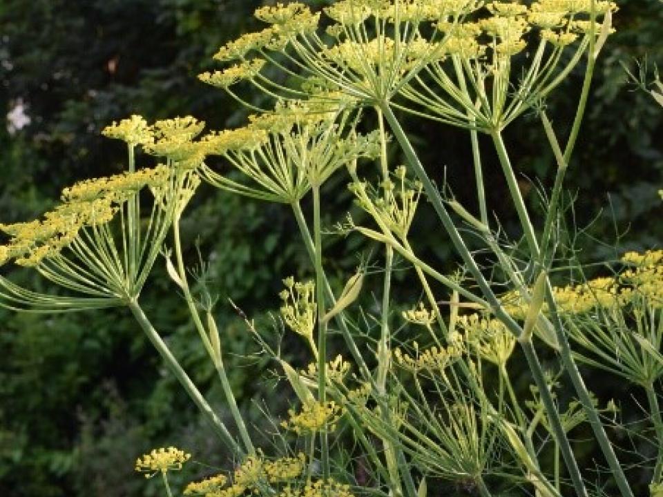 Fenchel