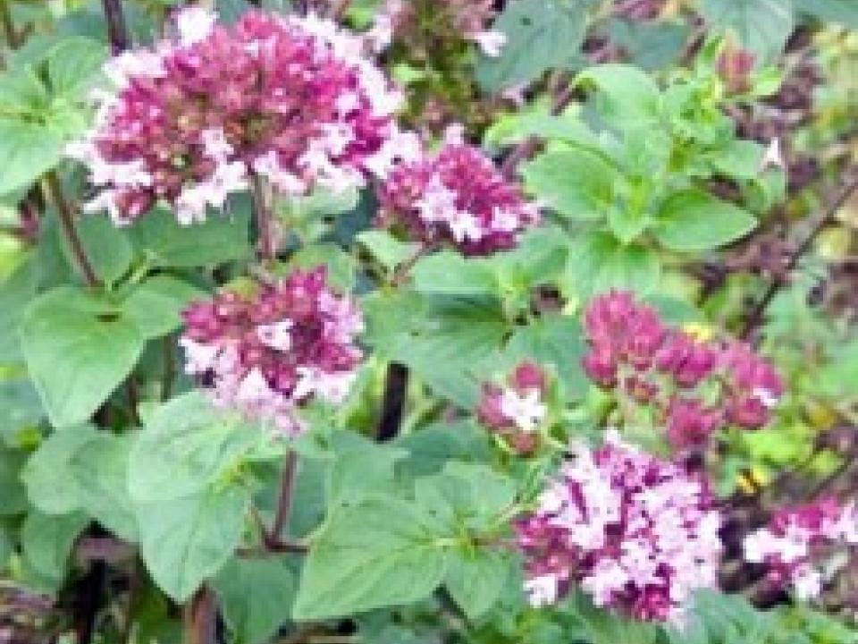 Origanum