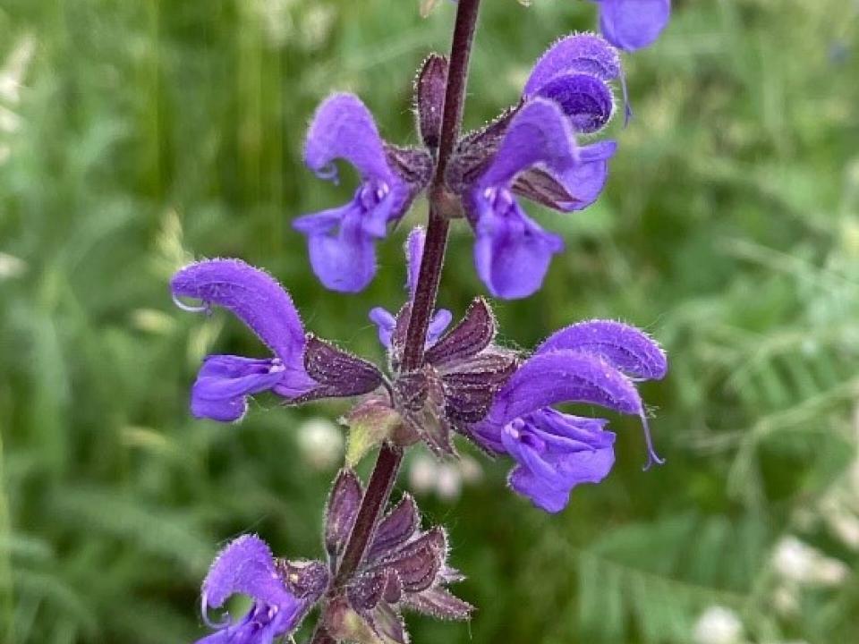 Wiesensalbei