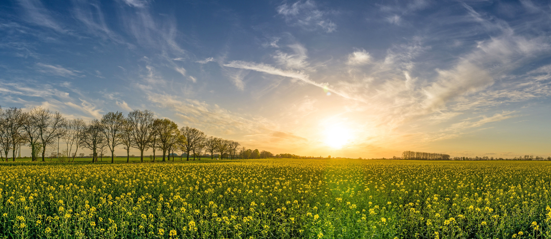 Frühling/Feld pexels.jpg (Headerbild)