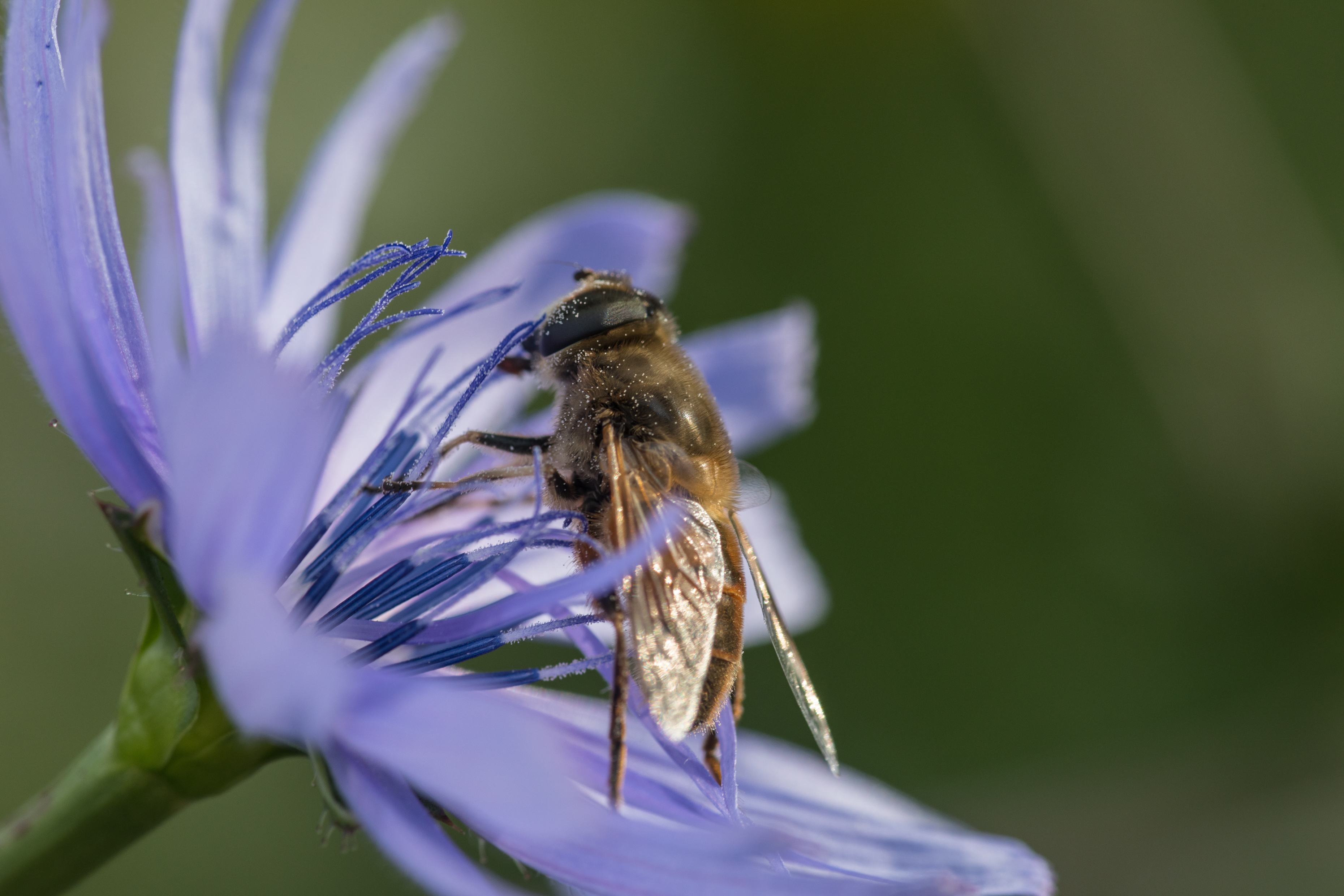 Biene auf Blume in der Wildblumenwiese von Dussnang